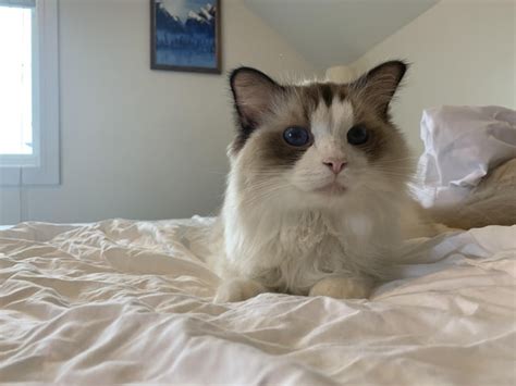 Feline Asthma Rcats