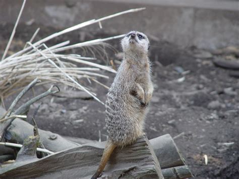 Meerkat Animal Cute - Free photo on Pixabay - Pixabay