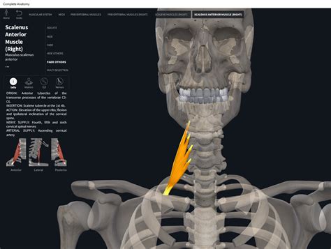 Muscles: Anterior Scalene. – Anatomy & Physiology