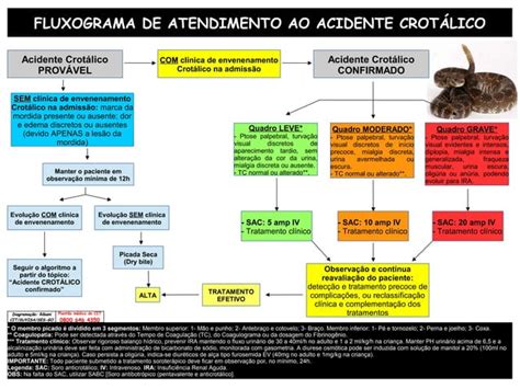 FLUXOGRAMA ATENDIMENTO ANIMAIS PEÇONHENTOS pdf 1 pdf Download Gratuito