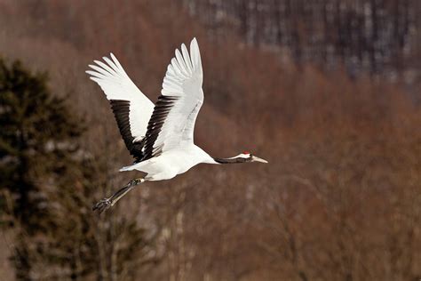 Red Crowned Cranes Grus Japonensis Photograph By Peter Adams Pixels