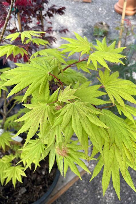 A Guide To Different Japanese Maple Types Gardener’s Path