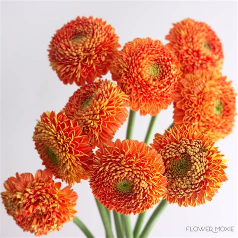 Orange Flowers | Bulk Fresh Flowers for DIY Brides — Flower Moxie