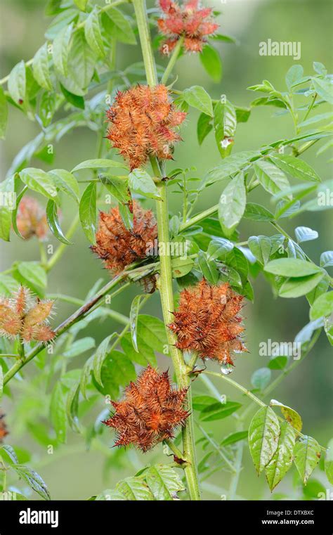 Liquorice plant hi-res stock photography and images - Alamy