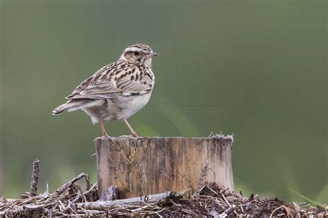 Colyton Wildlife: Posing Woodlark