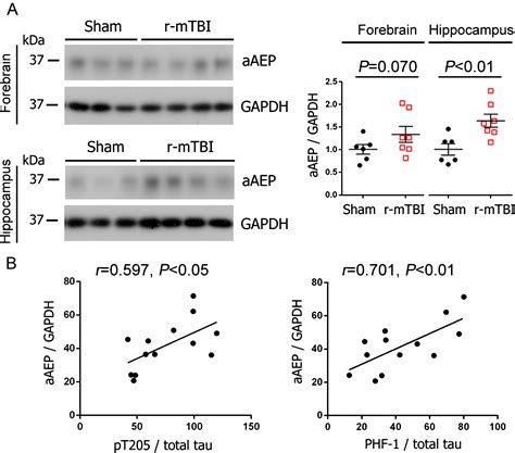 Involvement Of Activation Of Asparaginyl Endopeptidase In Tau