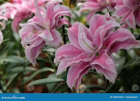 Lily Flower Stock Photo Image Of Blooming Wallpaper 49025464