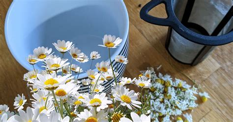 Comment préparer une tisane de camomille fraichement cueillie