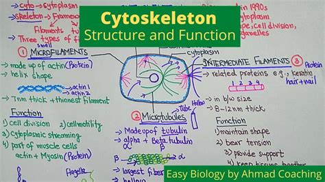 Cell Membrane Definition And Function