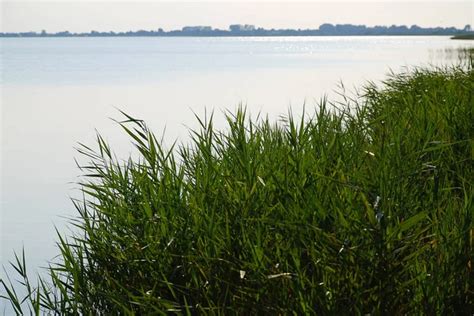 Bodden Landscape With Coastal Plants At Baltic Sea Coast On Sunny