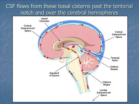 PPT Review Of The Hydrodynamic Model Of CSF Flow Including