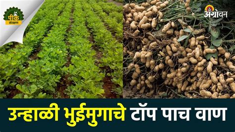 Summer Groundnut Variety उन्हाळी हंगामासाठी भुईमुगाच्या याच वाणांची निवड करा Agrowon