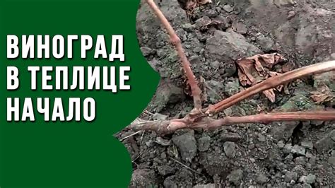 Виноград в теплице начало! Выращивание винограда в теплице первый год ...