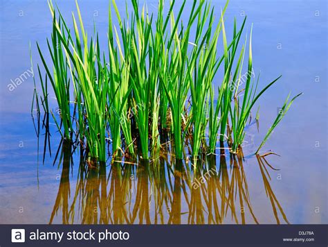 Marsh Grass Growing In Water In Springtime Stock Photo Royalty Free