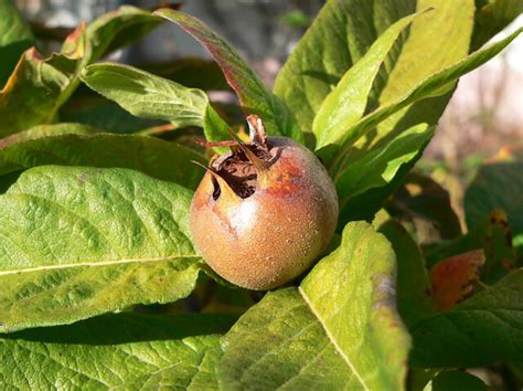 Mispel Frucht Im Herbst Echte Mispel Mespilus Germanica Flickr