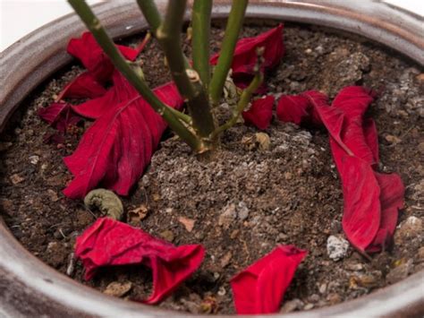 6 Cuidados Básicos De La Nochebuena Durante Todo El Año