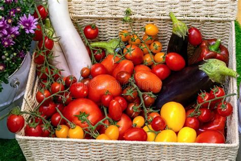 Harvesting In Garden Various Freshly Harvested Ripe Vegetables