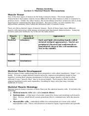 Anatomy Lecture Notes Skeletal Muscle Tissue Docx Human Anatomy