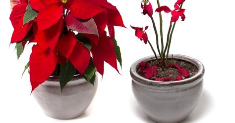 D Couvrez Les Causes Et Le Traitement Du Poinsettia Qui Perd Ses