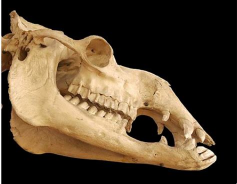 Solved Classify this skull as belonging to an herbivore, | Chegg.com