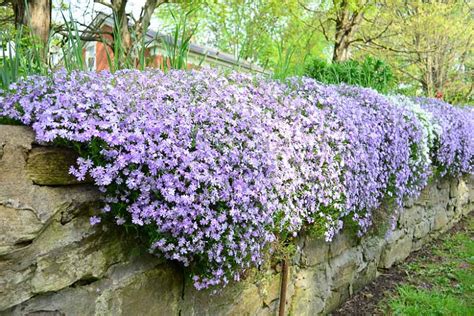 Recommended Native Groundcovers For North Carolina