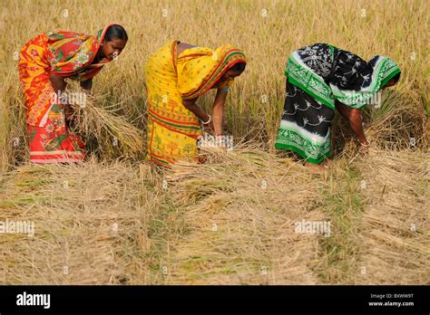 India West Bengal Women Harvest Rice In Paddy Field Stock Photo