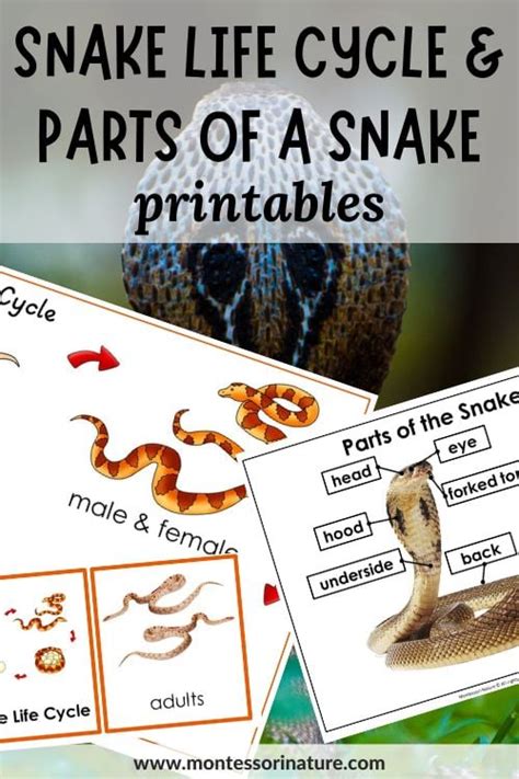 Snake Life Cycle And Parts Of The Snake Printable Montessori Nature