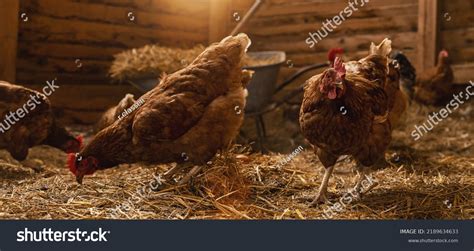 7 155 Chicken Farm Inside Images Stock Photos Vectors Shutterstock