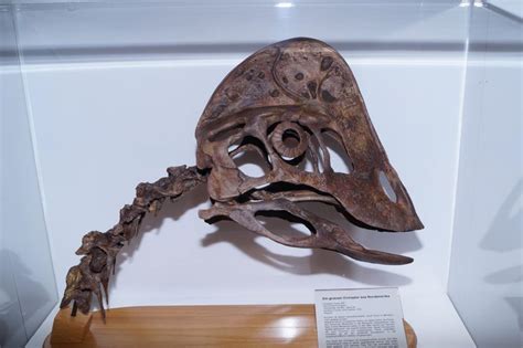 Anzu Wyliei Skull