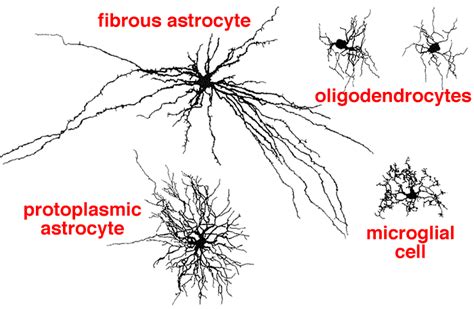 Neuroglia Image 1