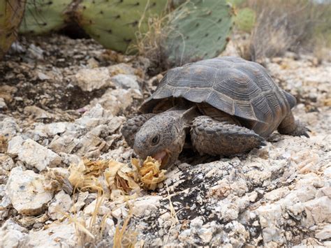 Morafkas Desert Tortoise Arizona