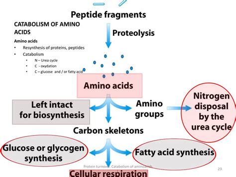 Ppt Protein Turnover Catabolism Of Aminoacids I Powerpoint Presentation Id 1588952