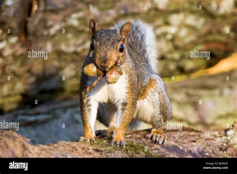 Squirrels Actually Organize Their Nut Hoard — Heres Why Howstuffworks