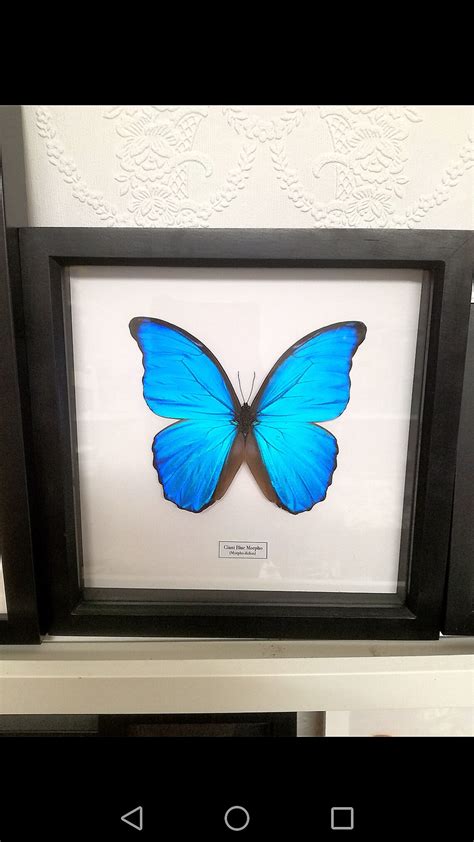 Blue Morpho Giant Godarti Didius Butterfly Real Framed Etsy