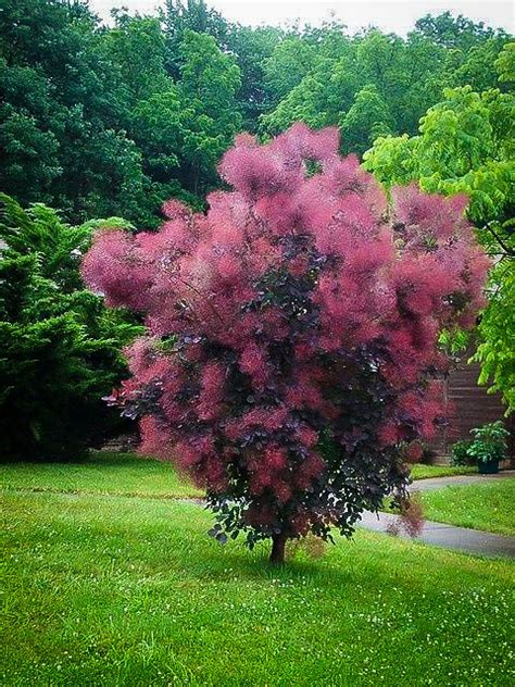 Royal Purple Smoke Trees For Sale Online | The Tree Center™