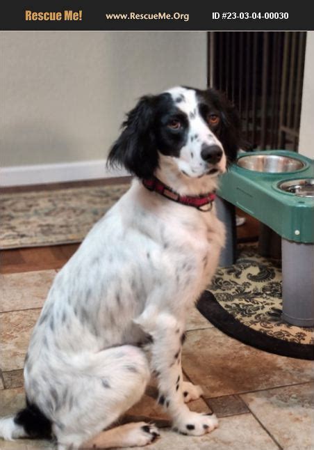 ADOPT 23030400030 English Setter Rescue Boerne TX