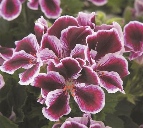 Geranium Regal Elegance Imperial Milaegers