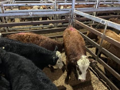 Pen A L Hereford X Weaner Steers Kg Total Weight Kg