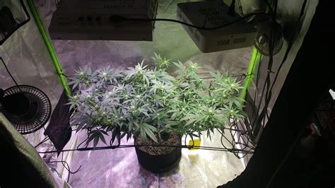 Seedsman Jack Herer Fast 2 Grow Diary Journal Week8 By Woodhercules