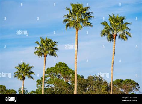 Palm Trees In Ponte Vedra Beach Florida Along A1a Scenic And Historic