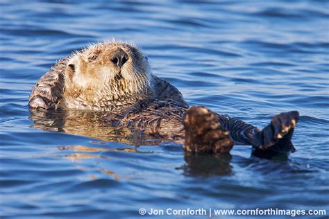 California Sea Otter 37 Photo, Picture, Print | Cornforth Images