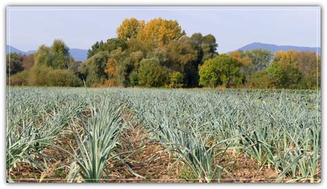 Poireauter Champ près d Illhaeusern F Alsace Pierre Promeneur