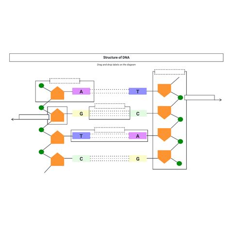 Structure of DNA | Lucidedu