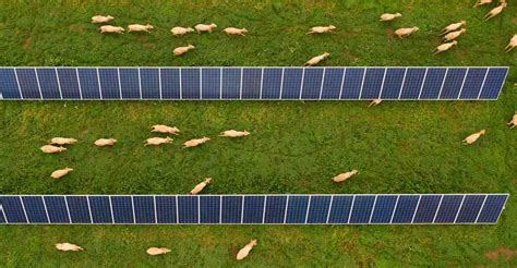 The Impact Of Solar Energy On Wildlife And Biodiversity Ensuring A Sustainable Balance