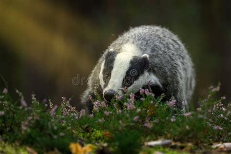 Badger In Moorland Portrait Of European Badger Meles Meles In Green