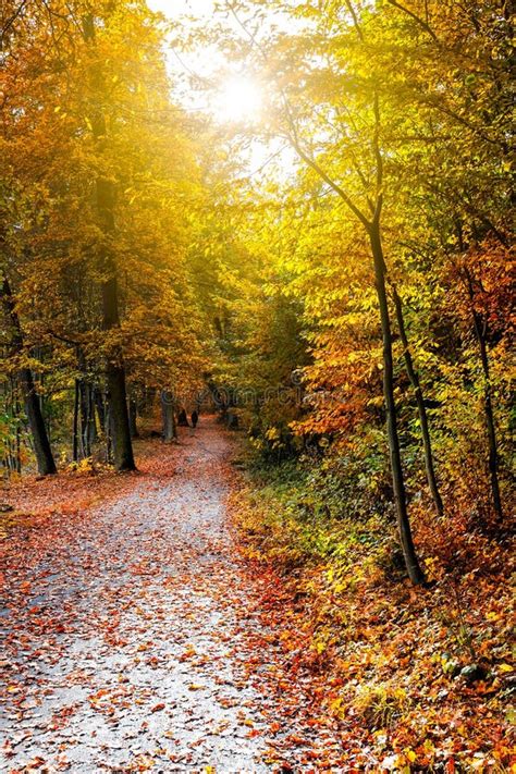 Caminho Através Da Floresta Do Outono Raios De Sol Imagem de Stock