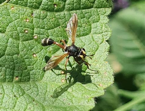 Rotbeinige Stieldickkopffliege Physocephala Rufipes Flickr