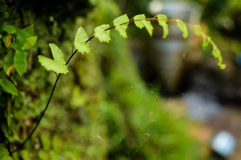 Free Images Green Leaf Nature Water Vegetation Red Flower