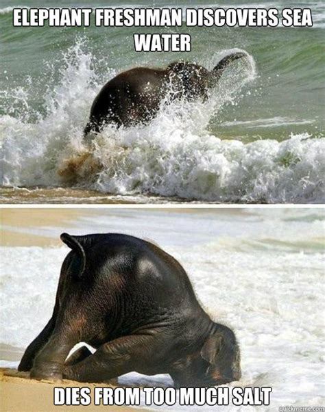 Elephant Freshman Discovers Sea Water Dies From Too Much Salt Elephant Freshman Quickmeme