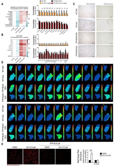 OLA I P Administration Decreases Antioxidant Metabolites And Increases